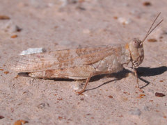 Trimerotropis sparsa