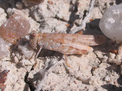 Trimerotropis sparsa