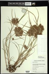 Cyperus odoratus squarrosus