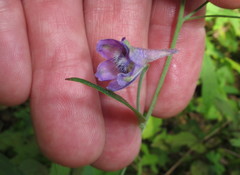 Delphinium exaltatum