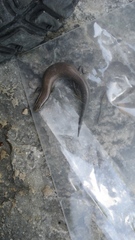 Plestiodon tetragrammus