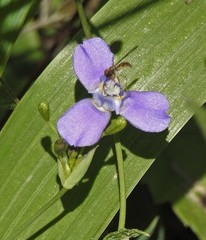 Ennealophus euryandrus
