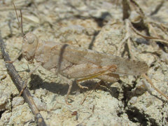 Trimerotropis sparsa