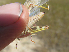 Trimerotropis sparsa