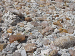 Trimerotropis sparsa