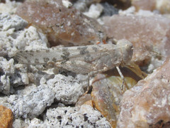 Trimerotropis sparsa