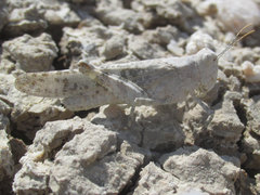 Trimerotropis sparsa