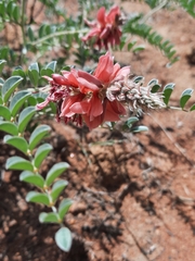 Indigofera mollicoma