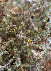 Helichrysum asperum