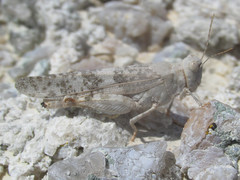 Trimerotropis sparsa