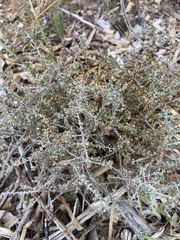 Helichrysum asperum