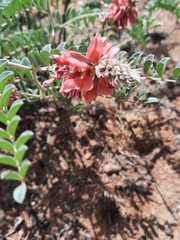Indigofera mollicoma