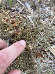 Helichrysum asperum