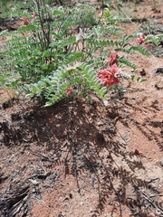 Indigofera mollicoma