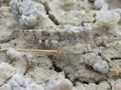Trimerotropis sparsa