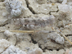 Trimerotropis sparsa