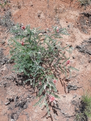 Indigofera mollicoma