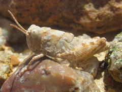 Trimerotropis sparsa