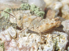 Trimerotropis sparsa