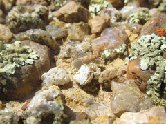 Trimerotropis sparsa