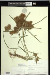 Cyperus odoratus squarrosus