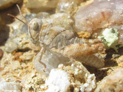 Trimerotropis sparsa