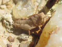 Trimerotropis sparsa