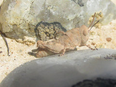 Trimerotropis sparsa