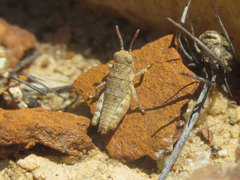 Trimerotropis sparsa