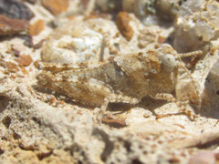 Trimerotropis sparsa