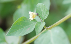 Physalis minima