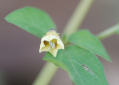 Physalis minima