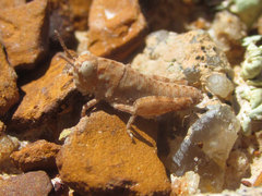 Trimerotropis sparsa