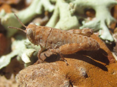 Trimerotropis sparsa