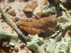 Trimerotropis sparsa
