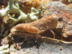 Trimerotropis sparsa