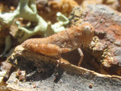 Trimerotropis sparsa