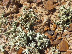 Trimerotropis sparsa