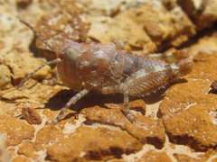 Trimerotropis sparsa