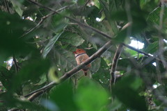Bucco capensis