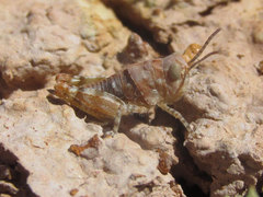 Trimerotropis sparsa