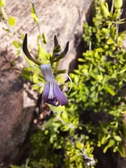 Chorisochora transvaalensis