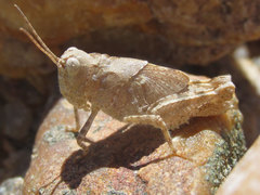 Trimerotropis sparsa