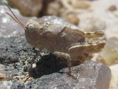 Trimerotropis sparsa