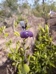 Chorisochora transvaalensis