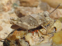 Trimerotropis sparsa