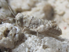 Trimerotropis sparsa