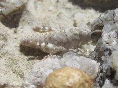 Trimerotropis sparsa