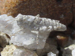 Trimerotropis sparsa