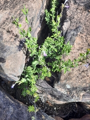 Chorisochora transvaalensis